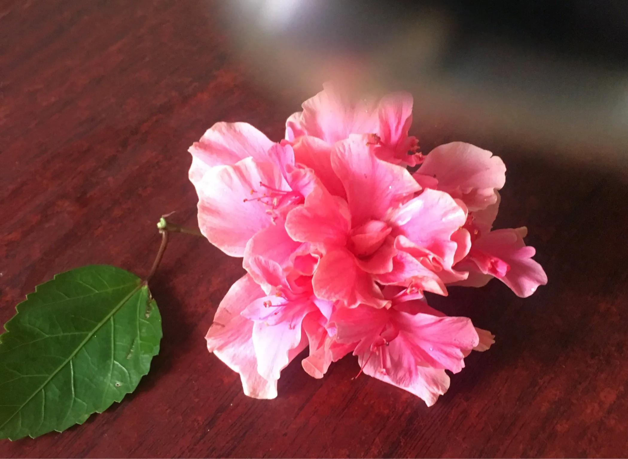 你知道韩国的国花：木槿花么？用来配鸡煲鲜美异常