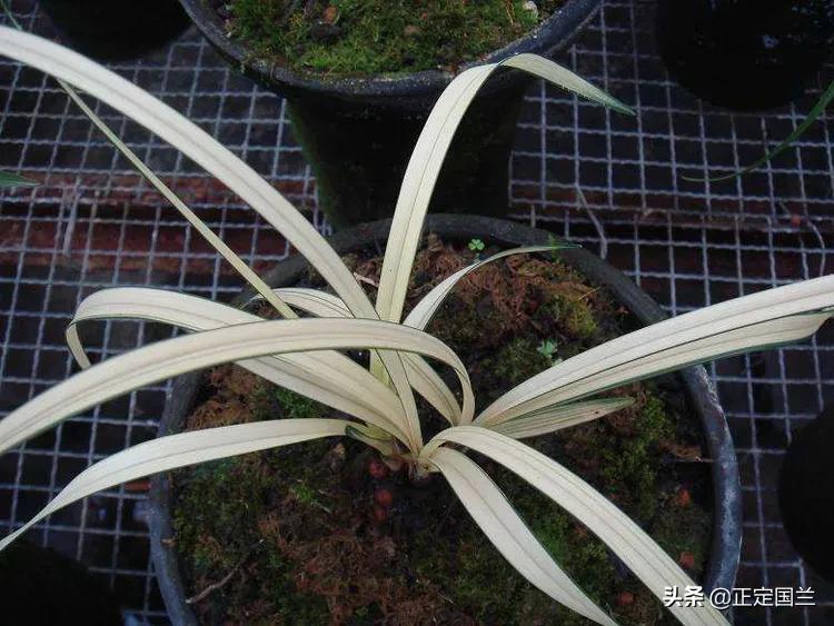 为什么兰花被称为国兰,为什么兰花又叫国兰