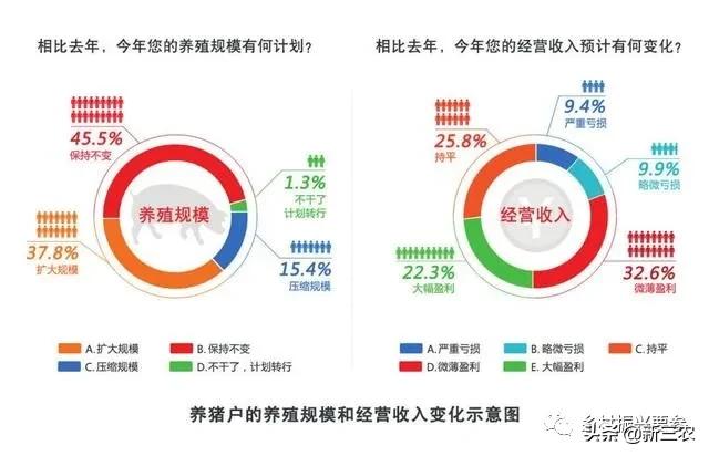 生猪养殖户目前养殖情况,中规模养殖生猪养殖成本分析