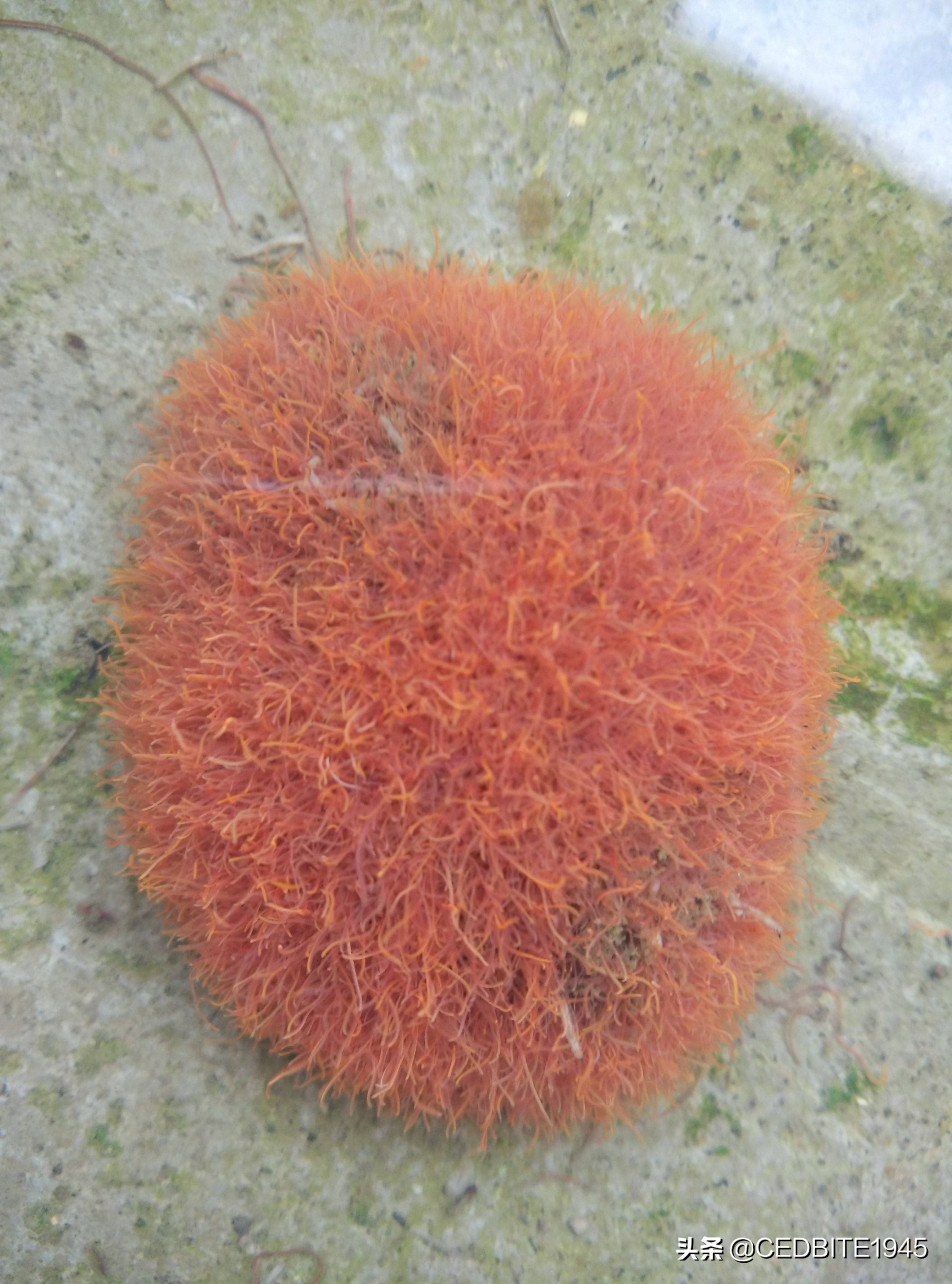 鱼好养省事,鱼好养活