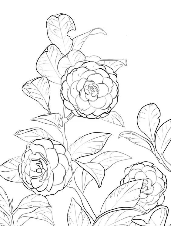 画画入门教程干货博主,基础入门画画必知