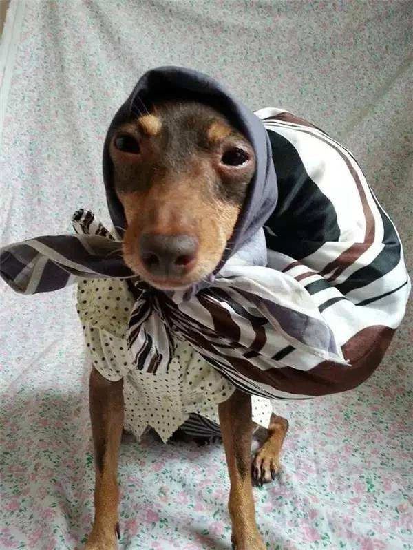 当狗狗吃醋时的表现,狗狗吃醋时会有什么表现