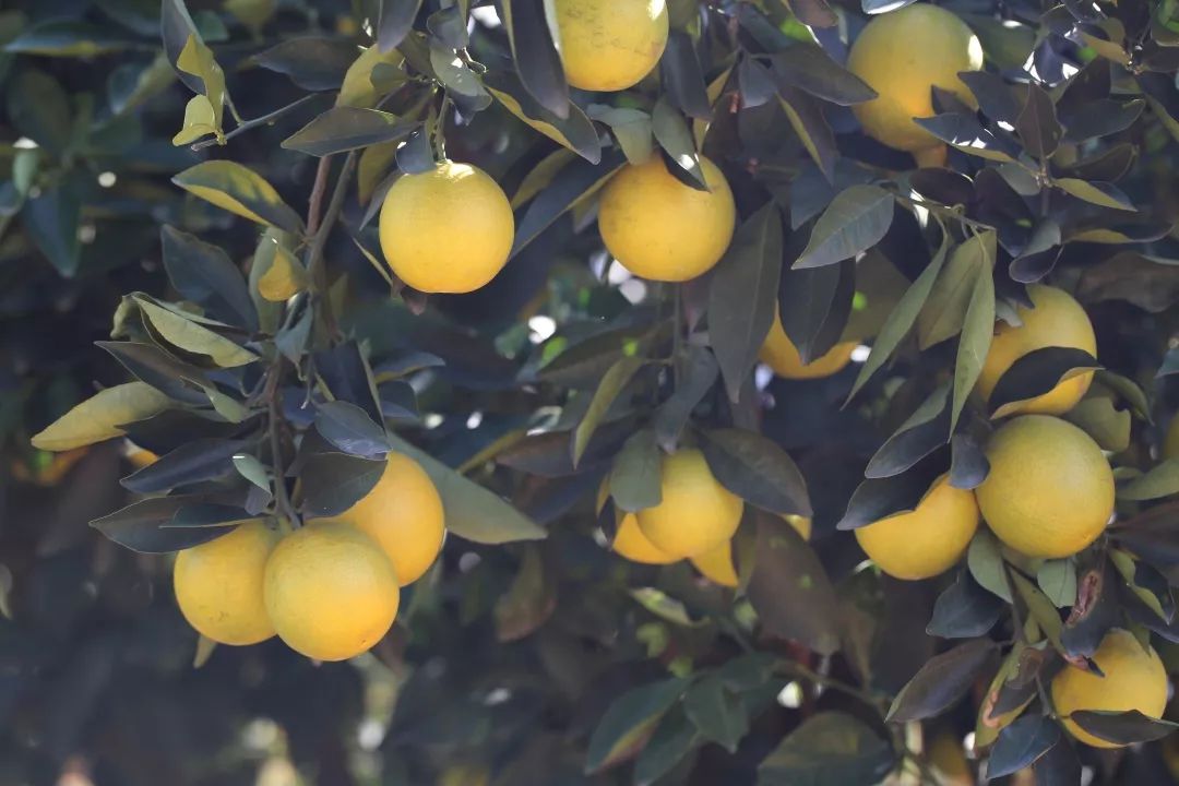 褚橙怎么样值得买吗,褚橙在哪买