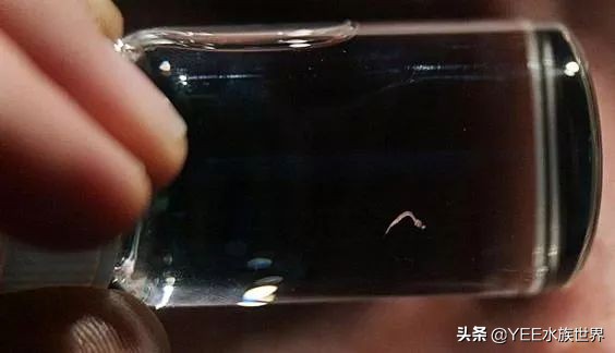 比侏儒鰕虎还小的鱼，刷新吉尼斯世界纪录，但没人能养