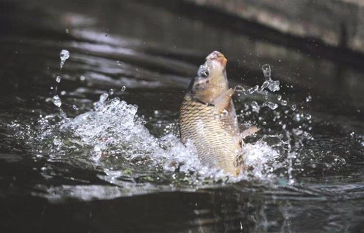 黑坑水底浆层如何处理,黑坑浆层太厚小药加多少