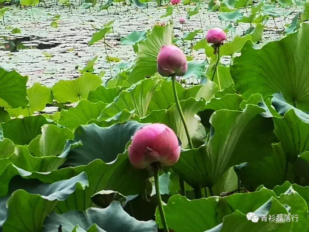 月满易园兰舟、秋莲华西钟楼:诗意生活就在身边,何须远走?