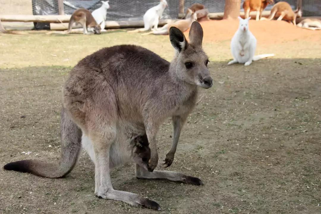 袋鼠界的“白雪公主”，近日找不到孩子他爸了……