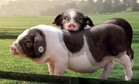 做出样板当好典范实现引领成为支柱湖南宁乡打造花猪百亿产业