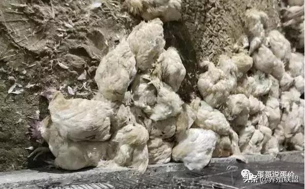 这么一大堆死鸡,该谁负责?