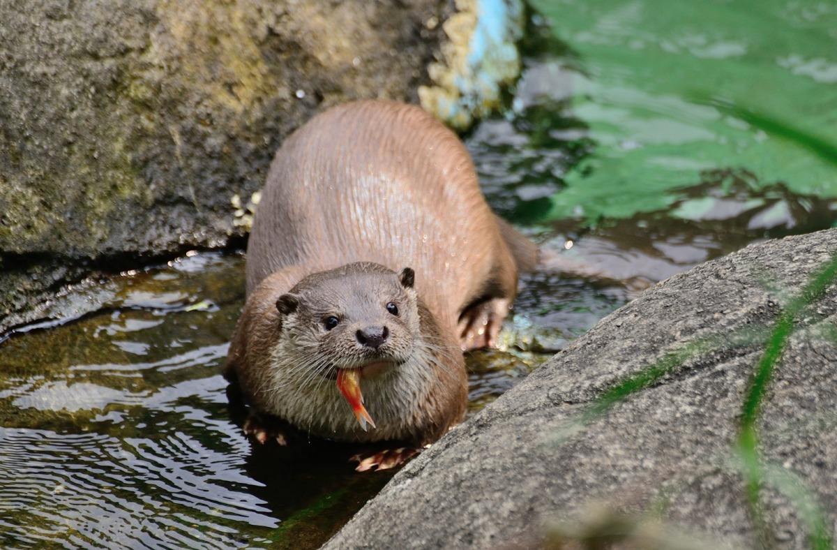水獭为生存而艰难捕鱼，捞鱼时全靠手速，网友为水獭现状而感慨！