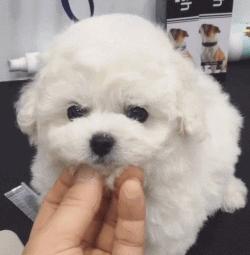 谁也拒绝不了的撒娇,谁也拒绝不了一只卖萌的小狗