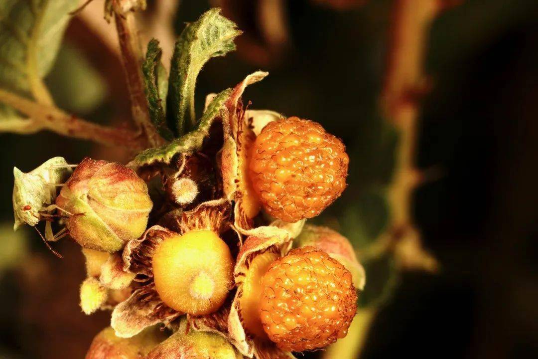 云南带毒的美食,云南带菌的美食