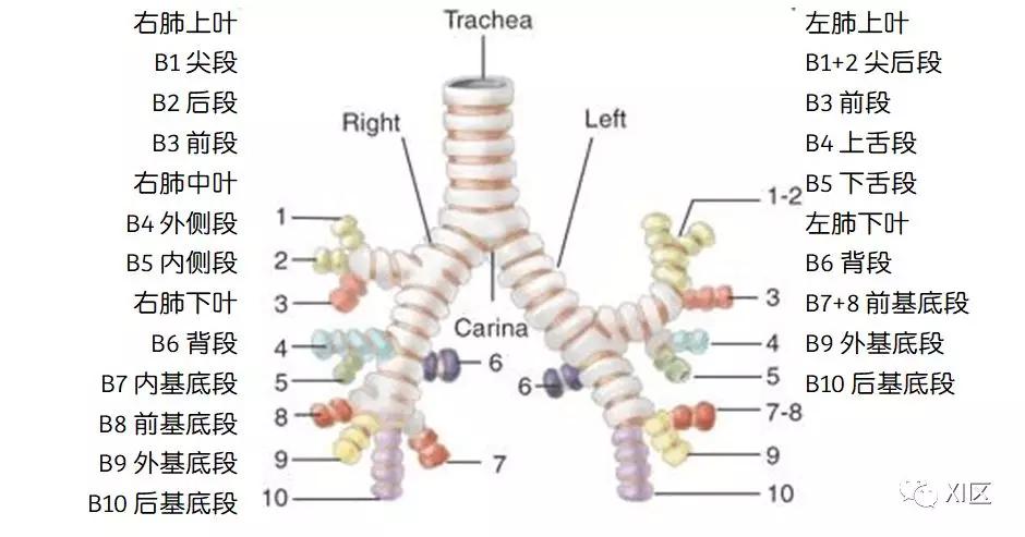 如此详细的肺部影像解剖，有点儿酷