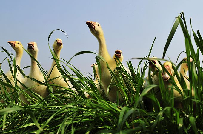 养鹅1个月收入10种方法,从零开始学习养鹅技术