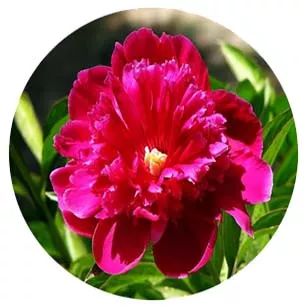 全部金木水火土五行五系植物介绍,五种植物代表五行