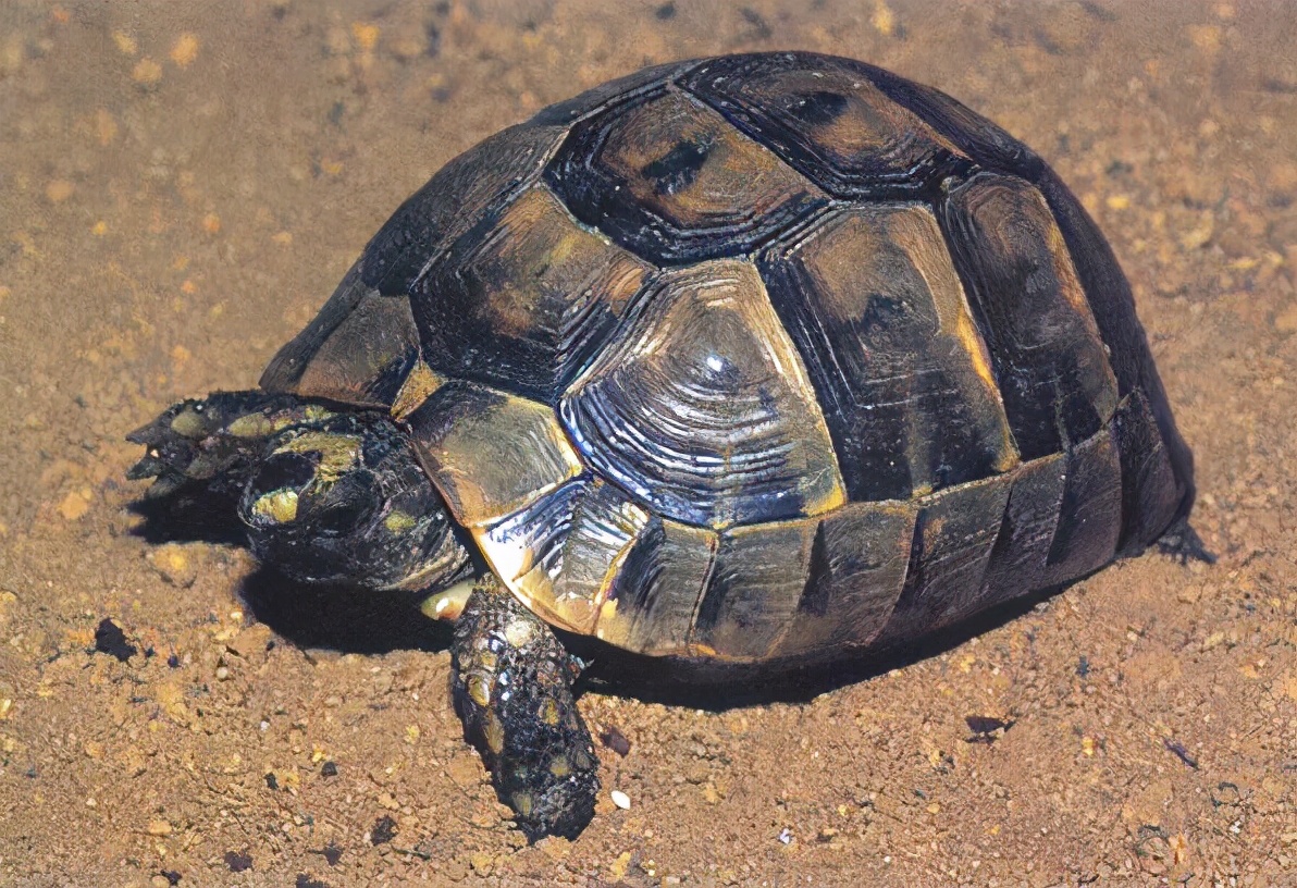 龟类大百科,大眼睛龟类