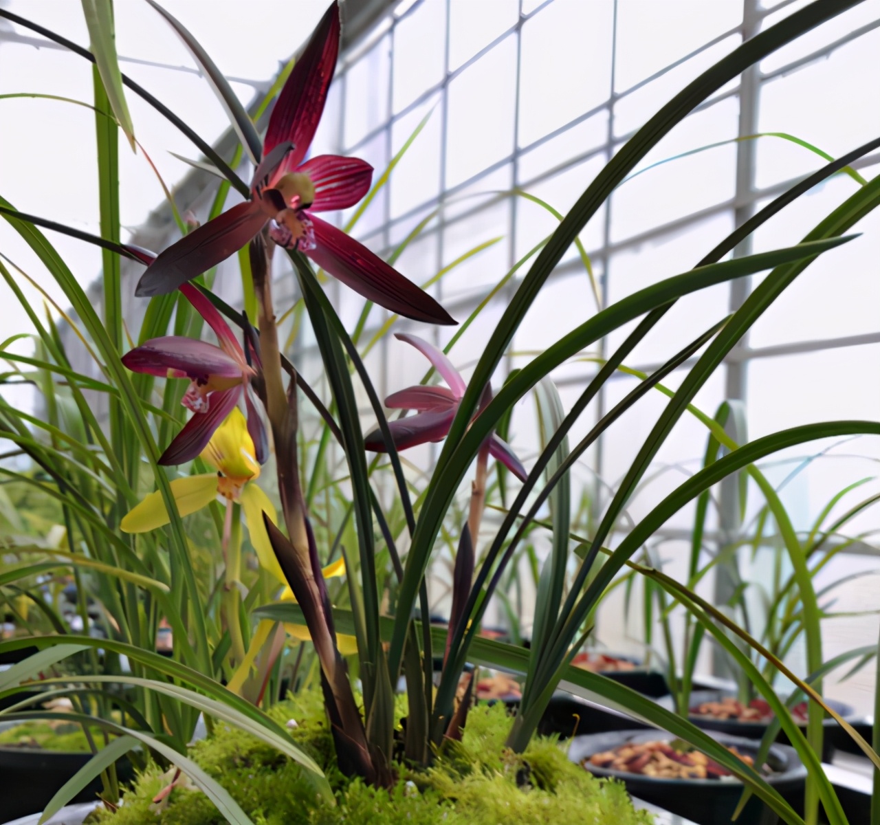 此兰被誉为“贵州第一红素”，红杆红花，兰香浓郁，新手也能养好