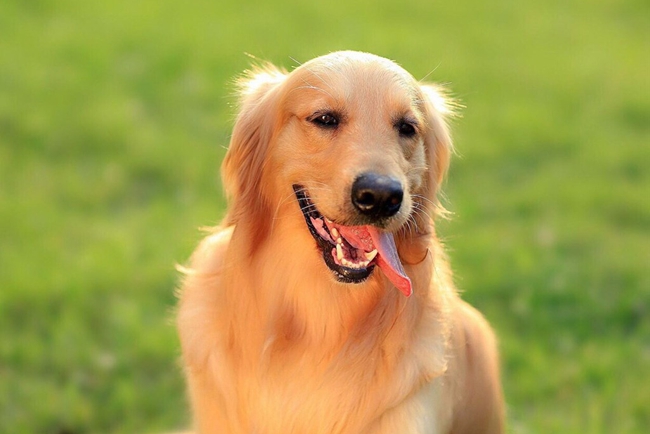 金毛牙龈肿是怎么回事,金毛牙龈出血怎么回事