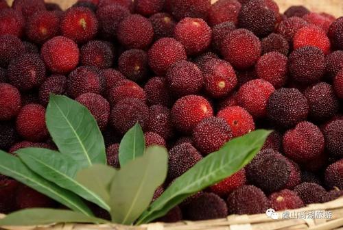 教宗的*药春**——复古无酒花啤酒