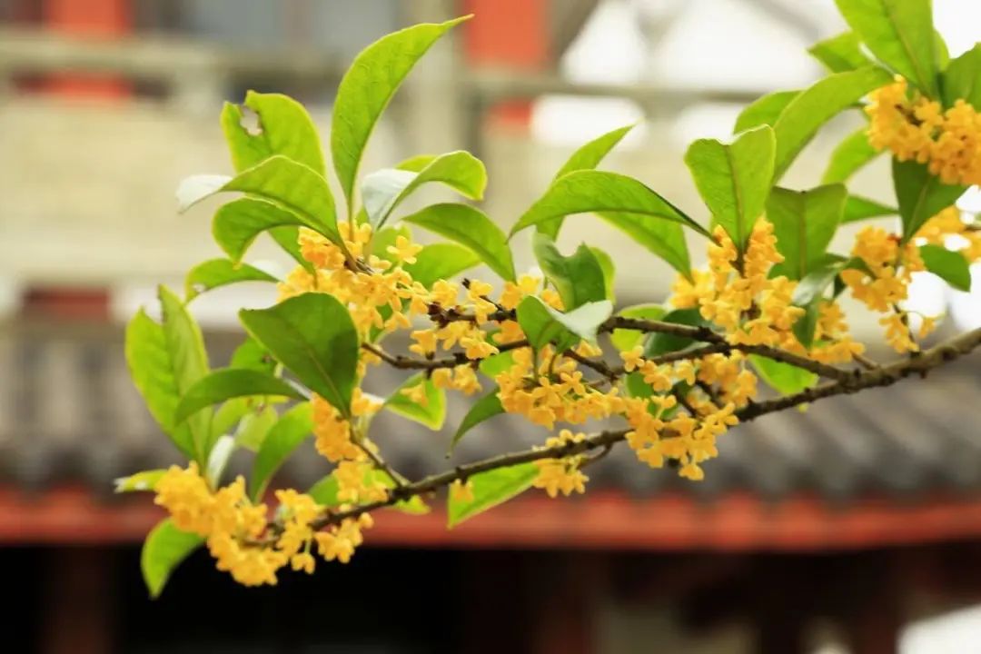 这9种花很常见可赏可吃可饮,这6种花自带香味还能泡水喝