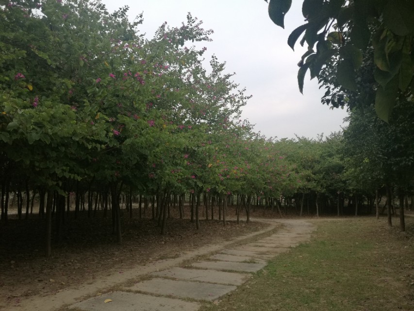 福州登云水库生态公园,福州新晋网红打卡景点在哪里