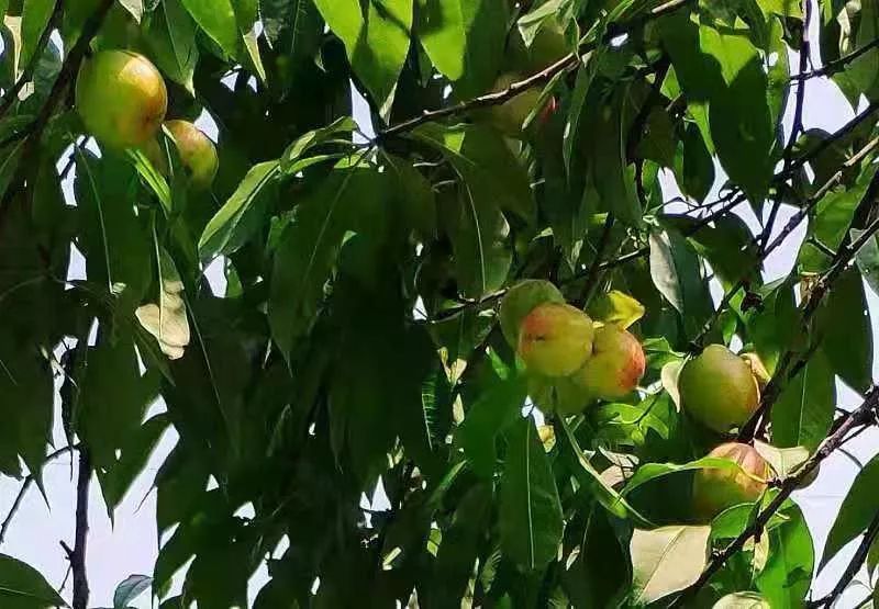 长沙团建烧烤岳麓区,长沙团建烧烤推荐地方芙蓉区