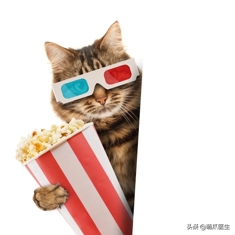 猫味道大是为什么,猫的味道和气味有什么区别