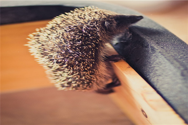 我和刺猬之间的趣事,阅读刺猬趣事