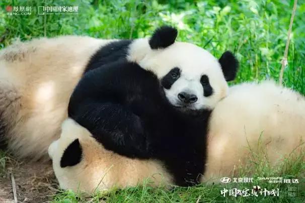 中国宝贝计划丨当胜达遇见PANDA看宝贝萌力十足