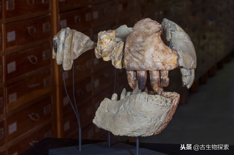 史前巨鳄陆地速度排行榜,史前巨鳄一排一排的从小到大