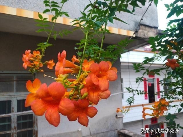 适合阳台种植的爬藤植物都有哪些,家庭阳台种什么爬藤植物比较好