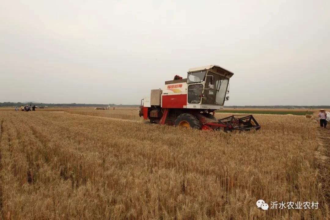 种养产业推动乡村振兴工作,我县壮大特色农业引领乡村振兴