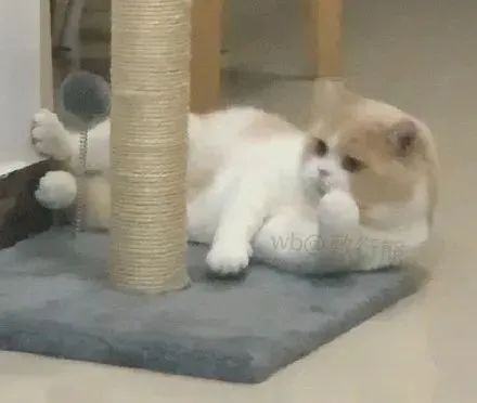 猫是只好猫，但被网友这么一弄…哈哈哈哈哈没脸见人了