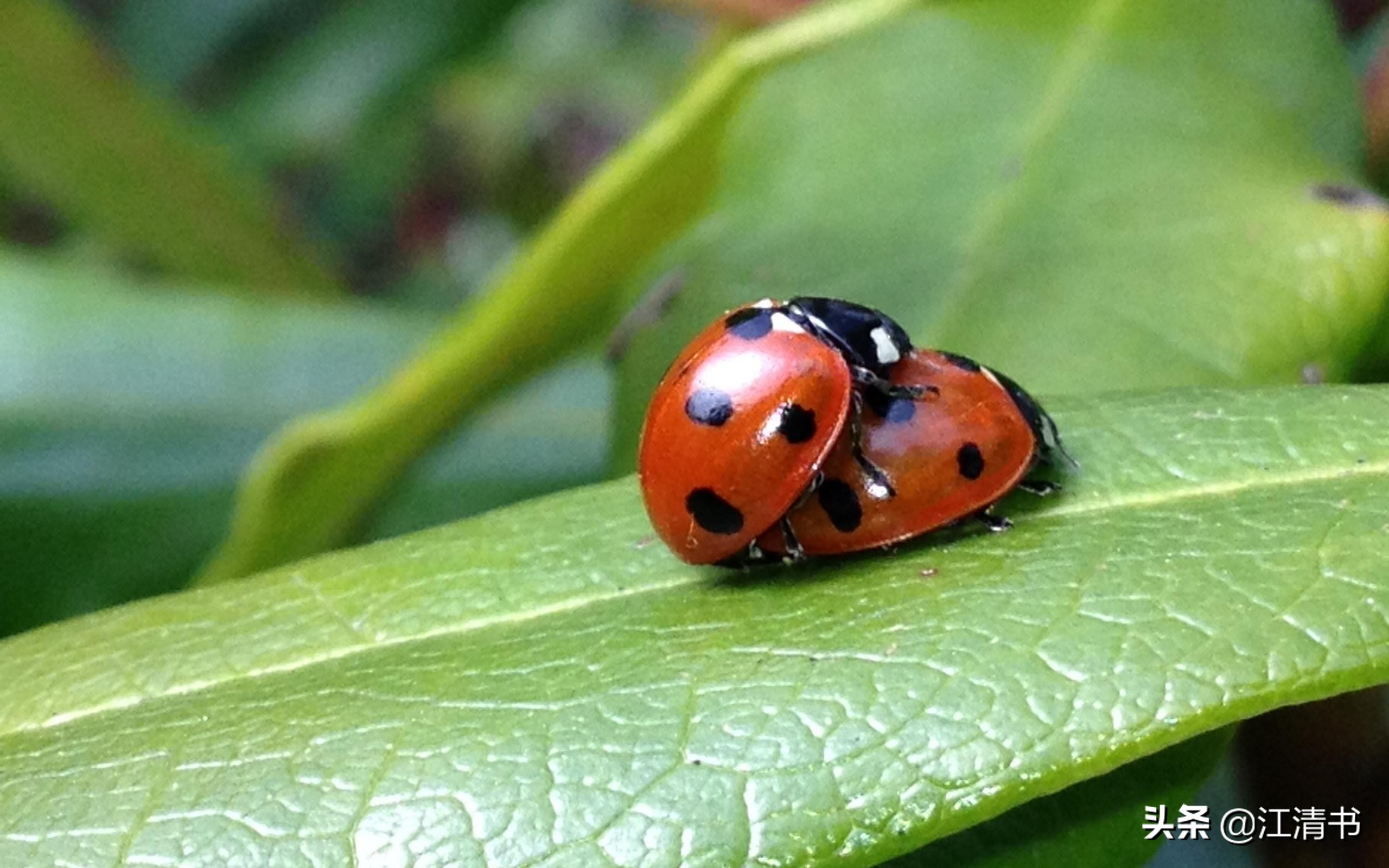 七星瓢虫能带来好运吗,七星瓢虫和二十四星瓢虫