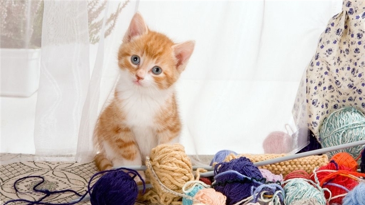 猫咪的眼屎该怎么处理,猫咪有眼屎的原因和处理方法