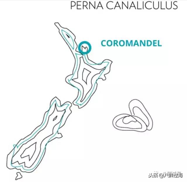 引入活青口贝、鲜帝王鲑,新西兰海产出口商的新生力量!