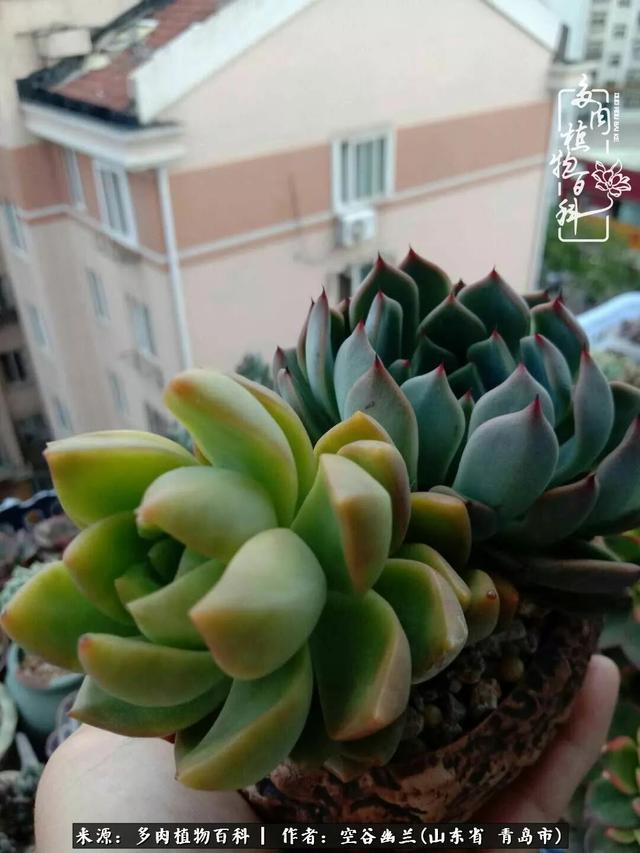 多肉最美的时光,多肉惊艳我的时光