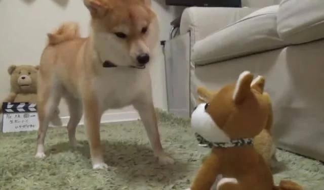 主人买了一堆柴犬玩偶，结果柴犬混入其中，主人想找也找不到了