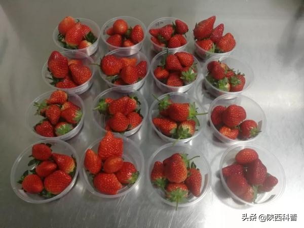 草莓不洗直接吃会有寄生虫吗,草莓洗过了可以放到第二天吃吗