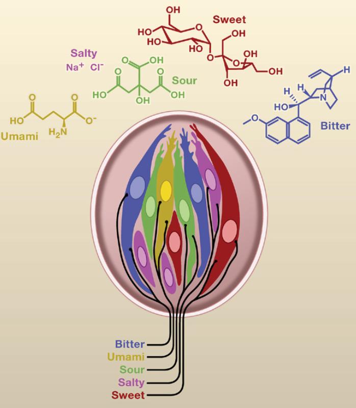 味觉系统对什么的检测比较灵敏,味觉识别方式