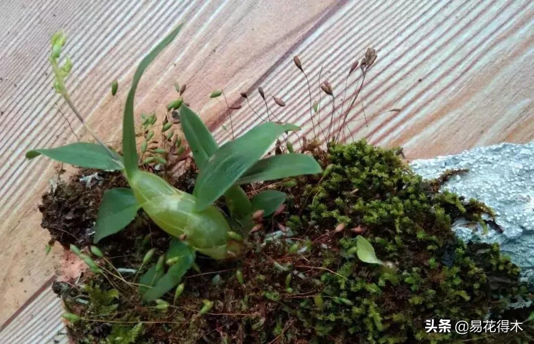 珍虫石斛什么档次,珍虫石斛花的介绍