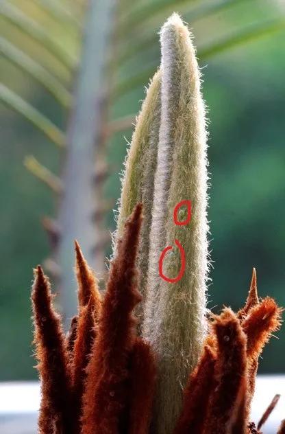 苏铁小灰蝶生物防治,苏铁小灰蝶防治用什么药