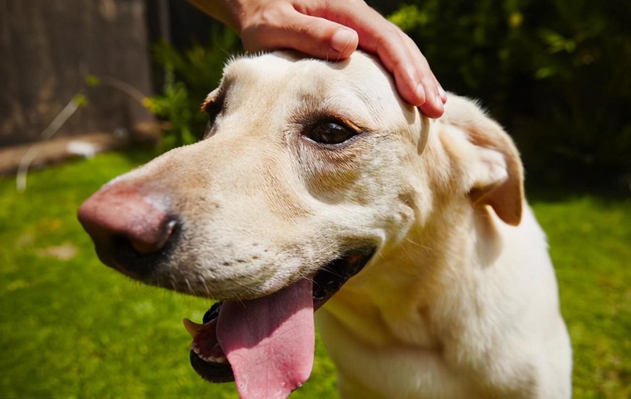 那些对主人保护欲超强威风的狗狗,这6种狗温顺得不像话却少有人知
