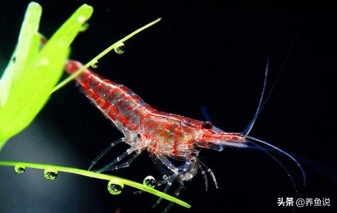 樱花虾爆缸后怎么处理,樱花虾黑壳虾怎么养