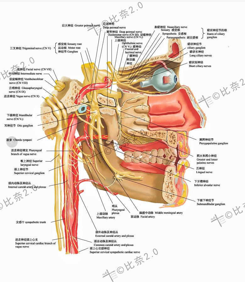 简单易画的人体解剖图,灵魂画手美术生