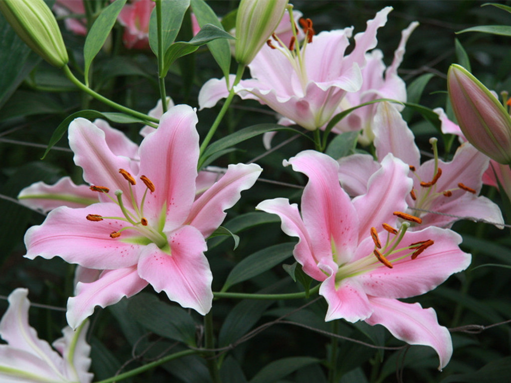 百合常见病害防治措施,百合病害图普及防治方法