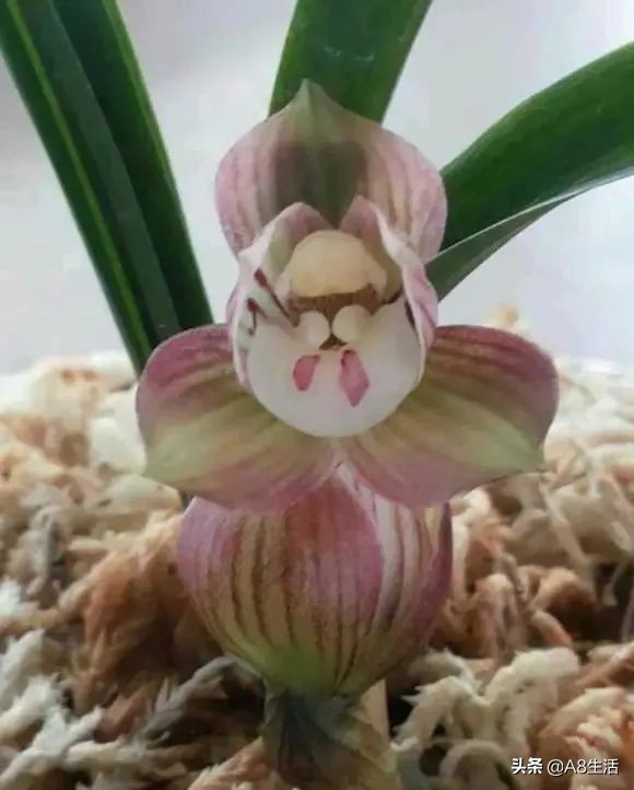 春兰姜氏荷兰名品欣赏,姜氏荷兰花春兰