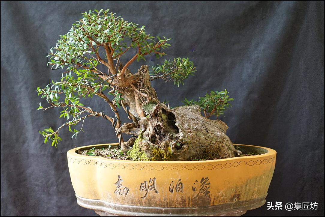 盆景的基础管理养护方法,盆景怎么养护才能更好