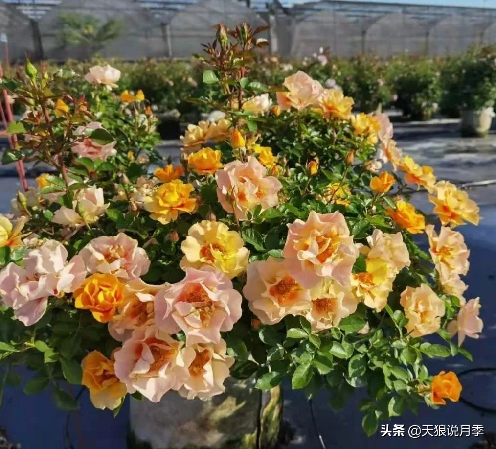 2022年天狼月季新品,月季天狼新品曝光