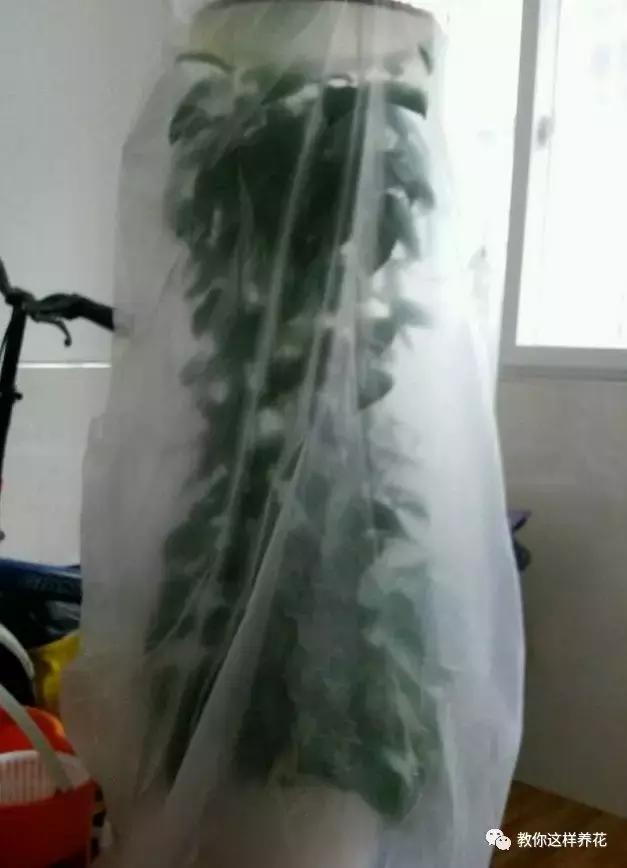 绿萝叶子冻伤掉完了就剩藤条了,绿萝叶子冻伤能修剪重新发芽吗